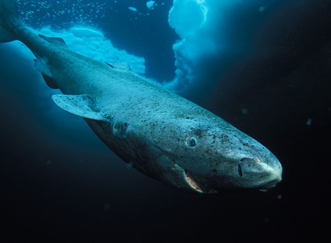 Wallpaper Greenland shark, Hudson Bay, Labrador, diving, tourism, blue sea, World&325149156